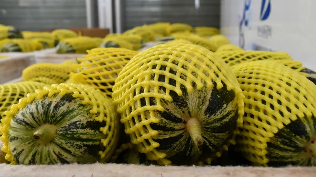 惠民麻店：农村电商如双翼麻店瓜菜飞全国