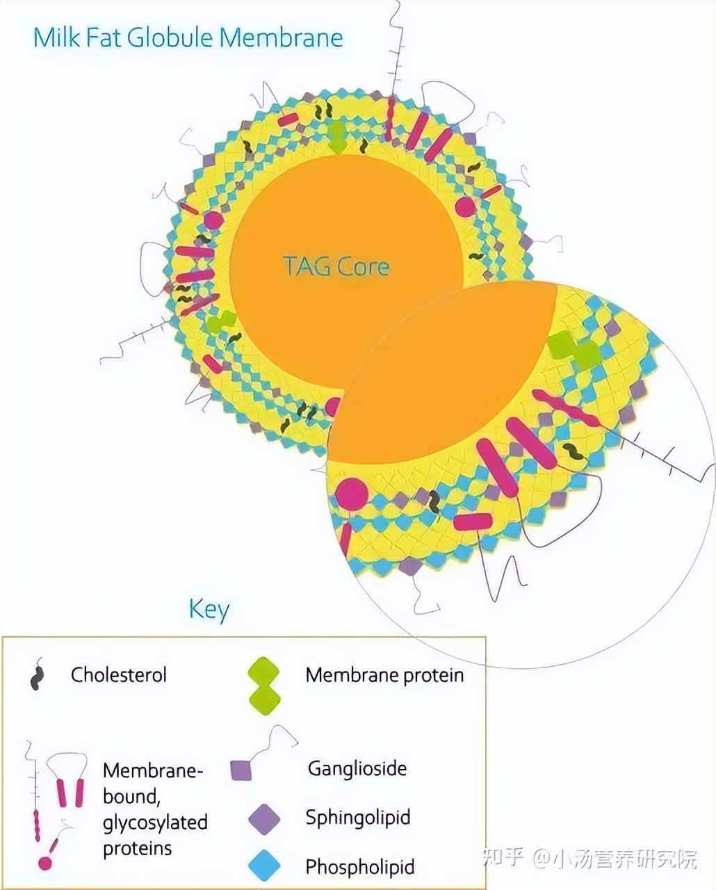牛初乳对小孩生长发育的作用,牛初乳能促进孩子生长吗