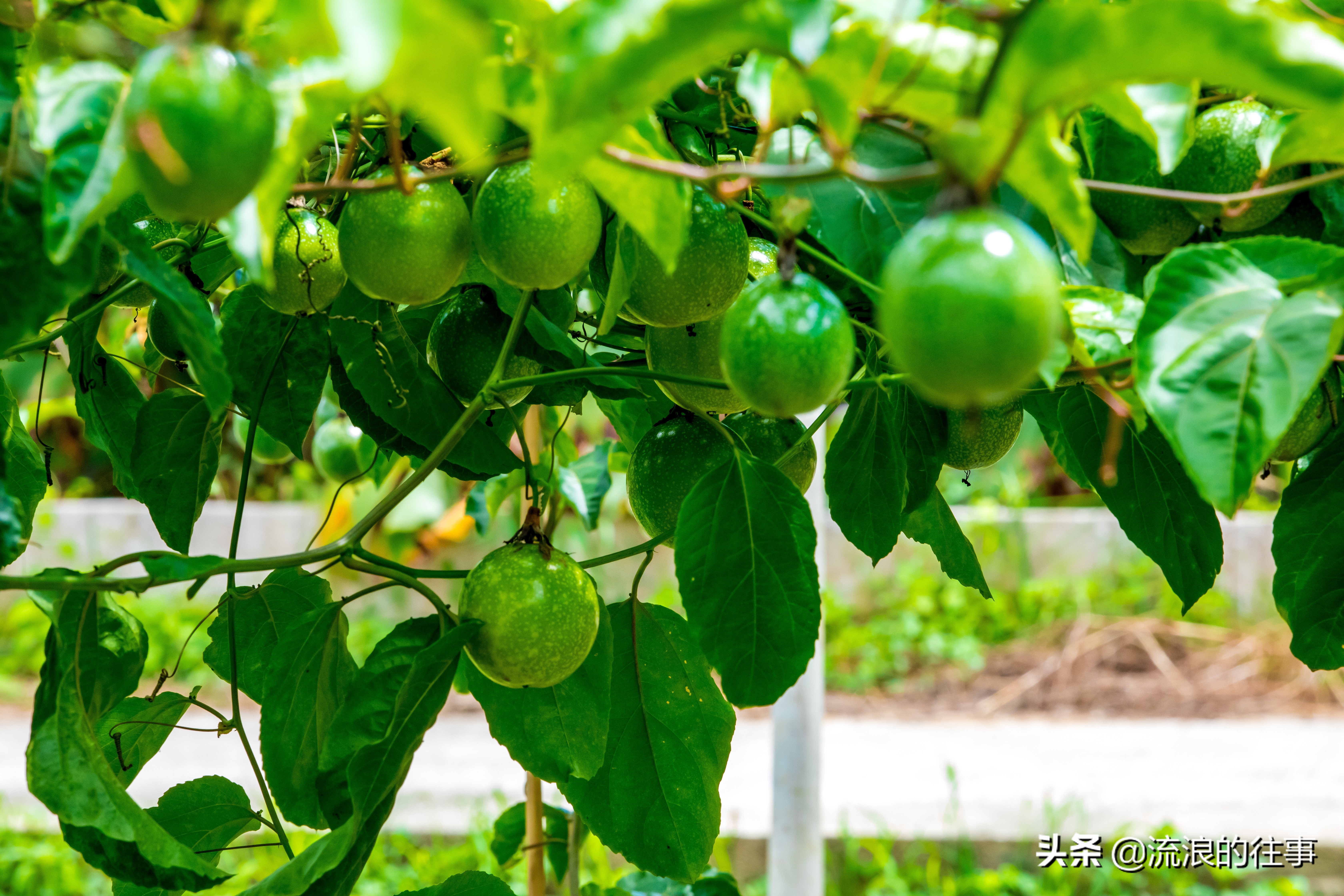 如何区分各品种的黄金百香果,黄金百香果与紫皮百香果功效