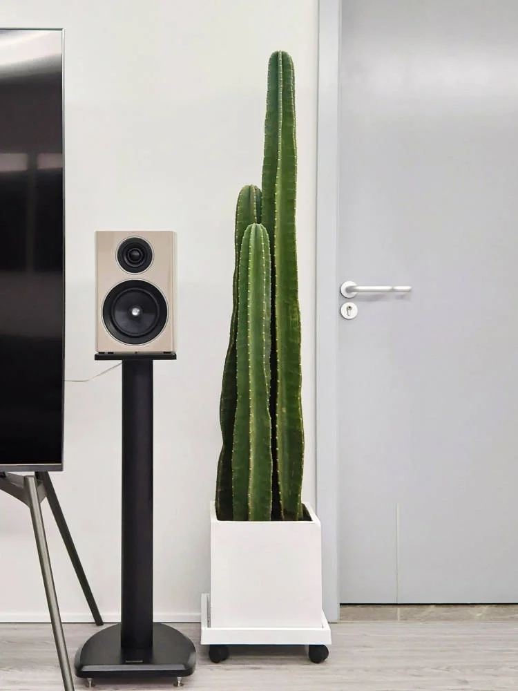 量天尺冬天养护方法,量天尺的寓意及养护