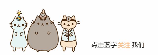 新手养英短猫好还是美短,一个半月的英短好养吗