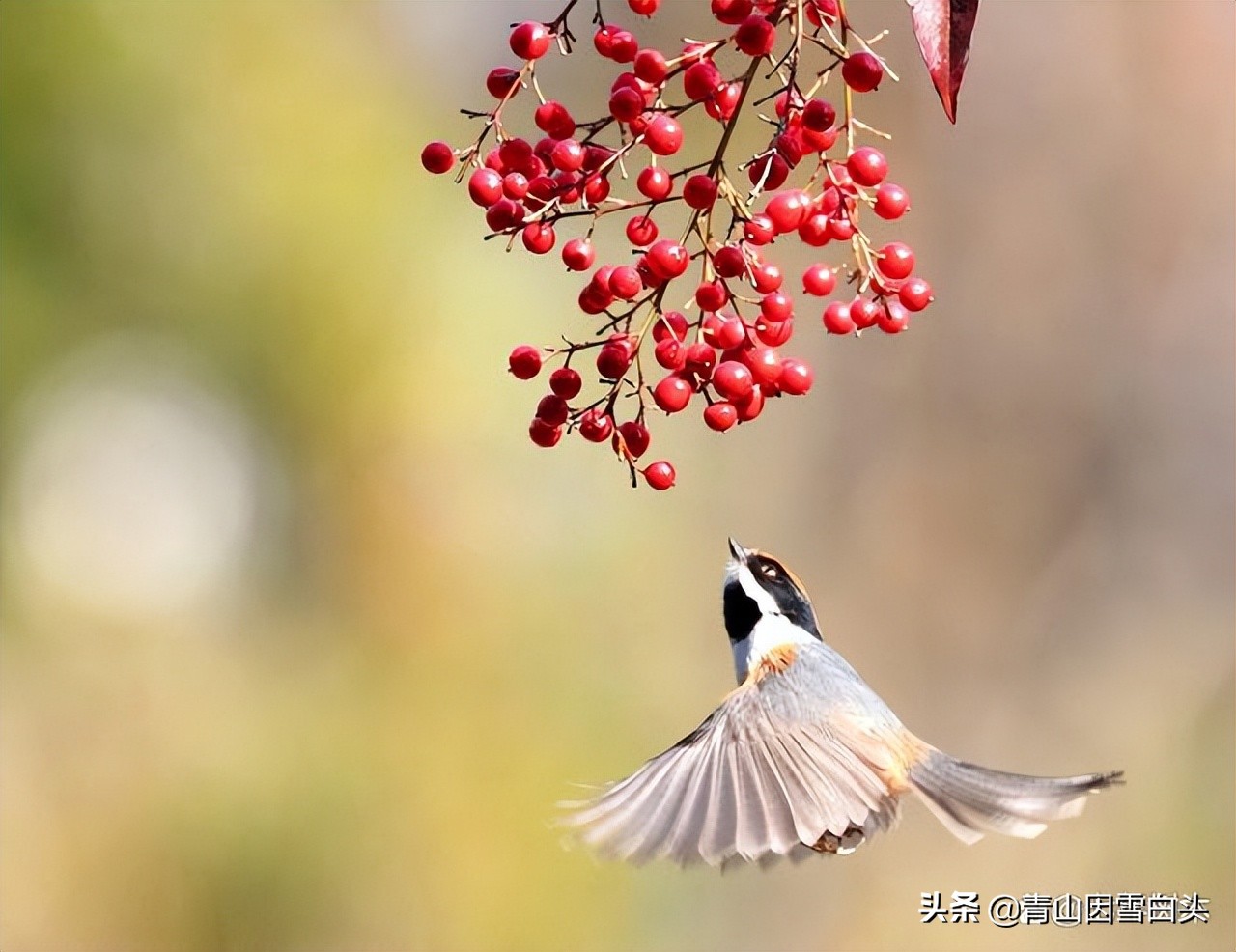 种树植树节,植树节种树的过程