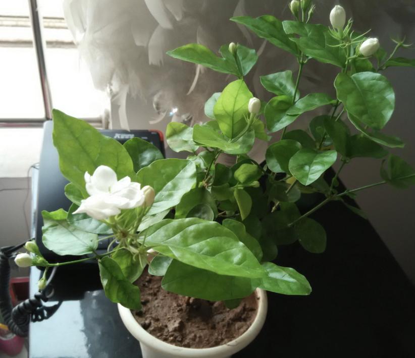 老人说家有俩羊,院里种几棵树最吉利又招财