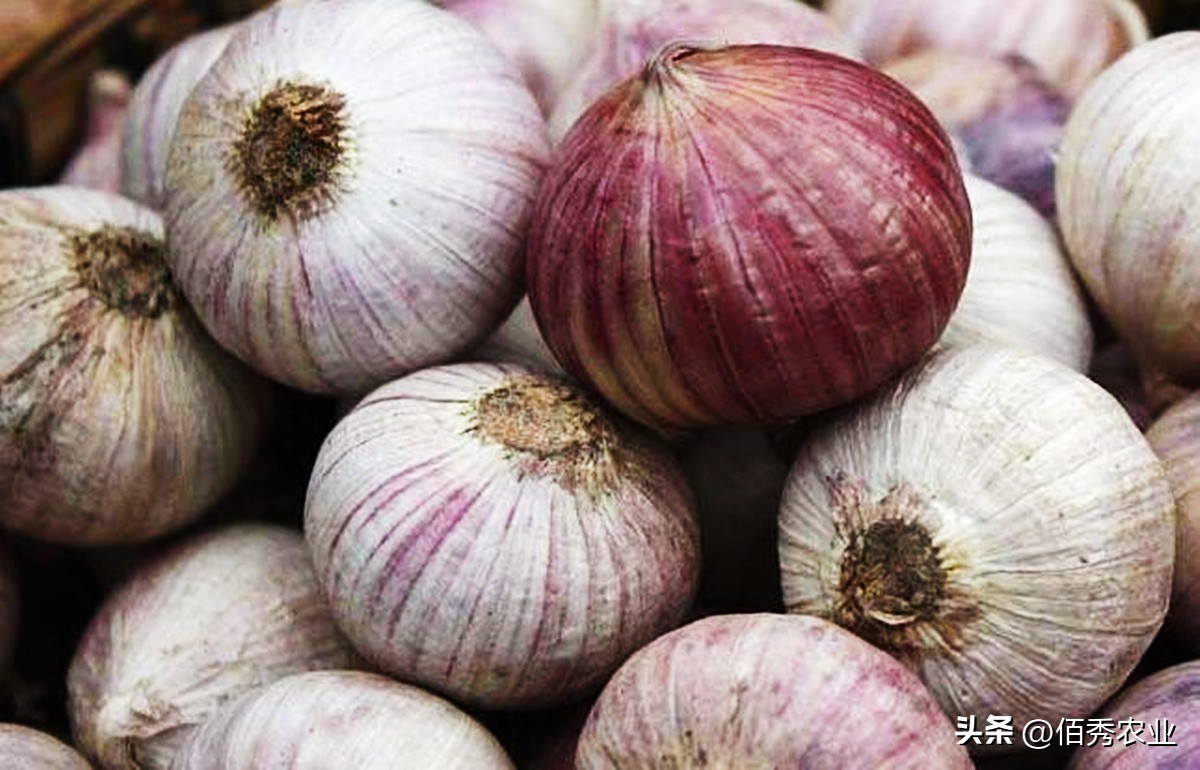 大蒜除草药早上打好还是下午打好,大蒜播种后出芽能喷施除草剂吗