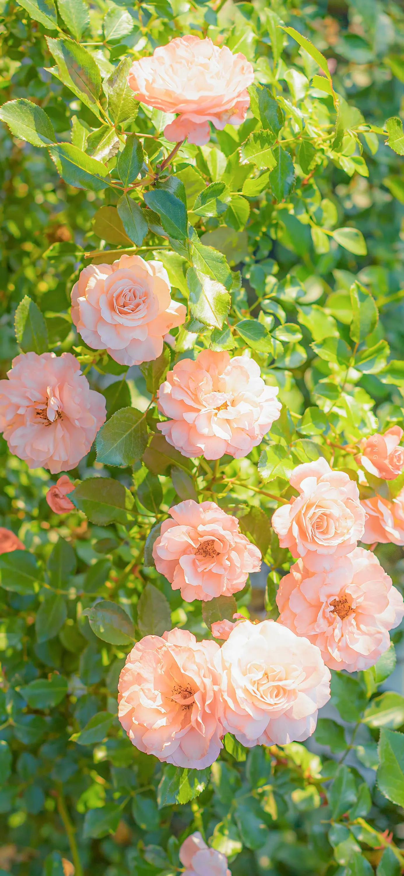 花朵壁纸高清全面屏,带花朵壁纸图片大全