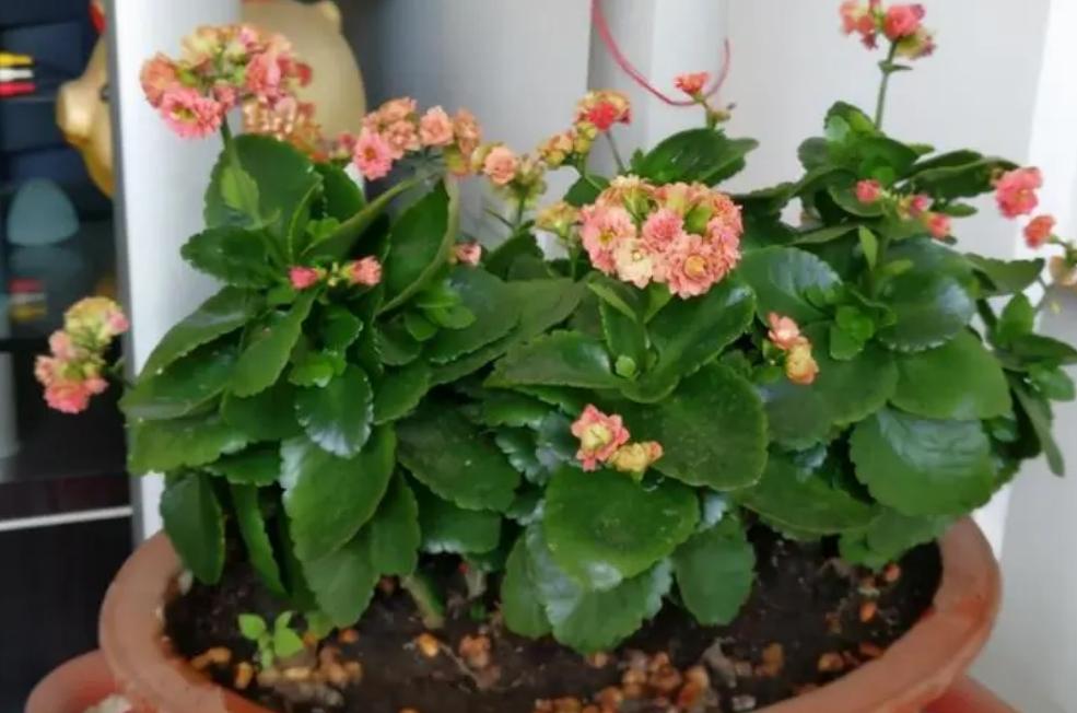 养花不要乱花冤枉钱,养花浇水你必须知道的浇水技巧