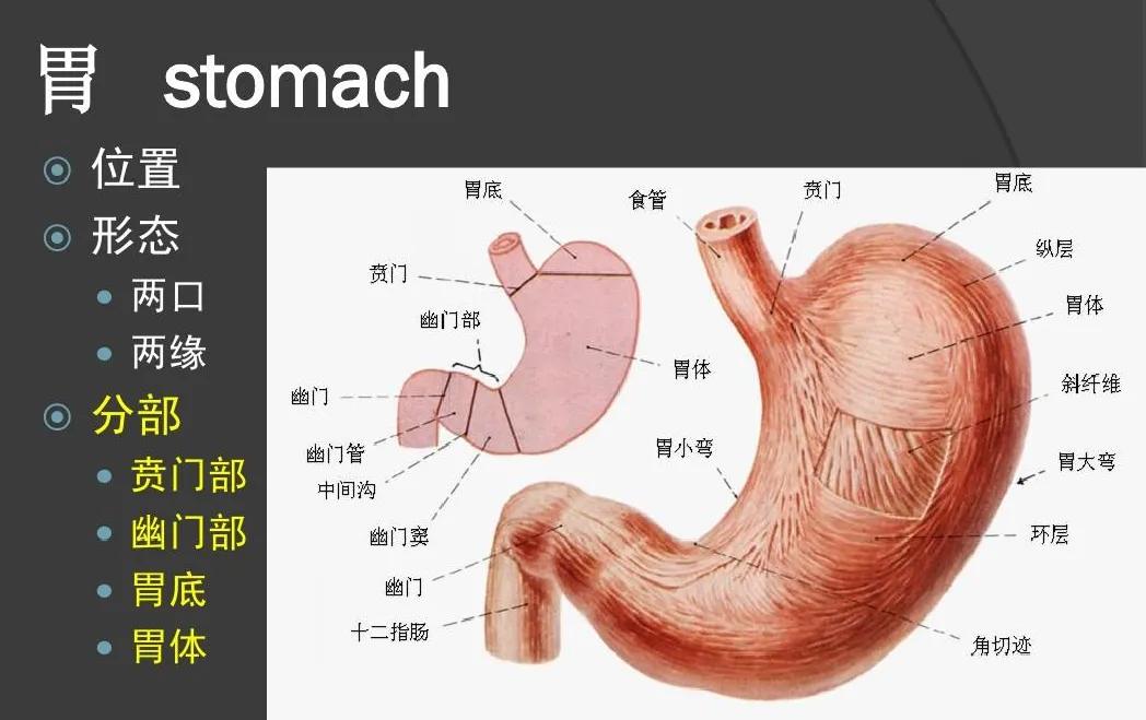 胃动力障碍和胃食管反流有关系吗,胃功能紊乱和胃食管反流的区别