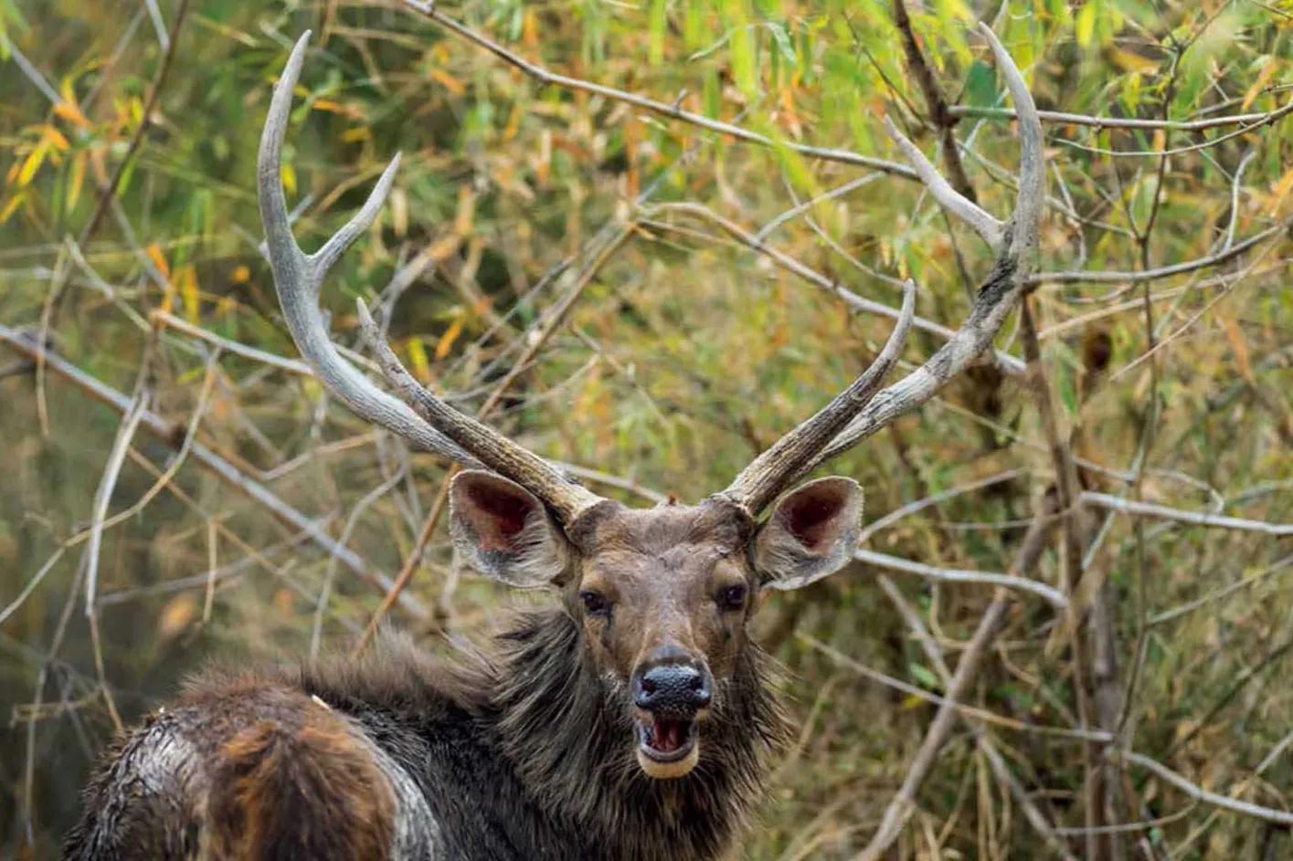 母虎“亲密”时到底有多痛苦?满地打滚、转身攻击公虎