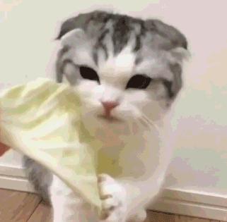 养了都想弃的猫,养了一直都想养的猫