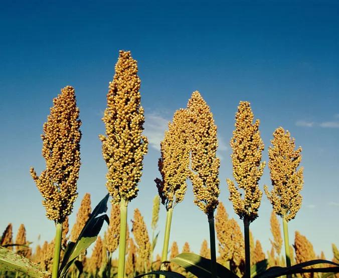 高粱品种图片大全,高粱乌米图片