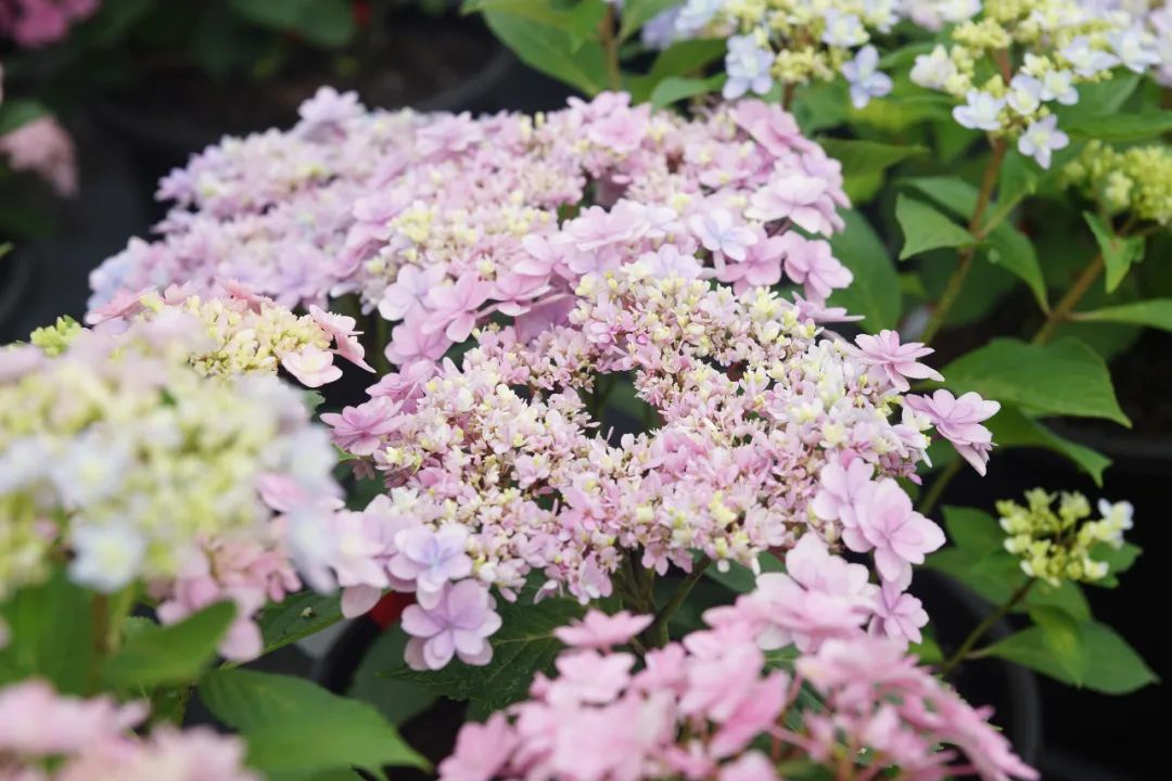 身边一抹蓝,最美蓝色绣球