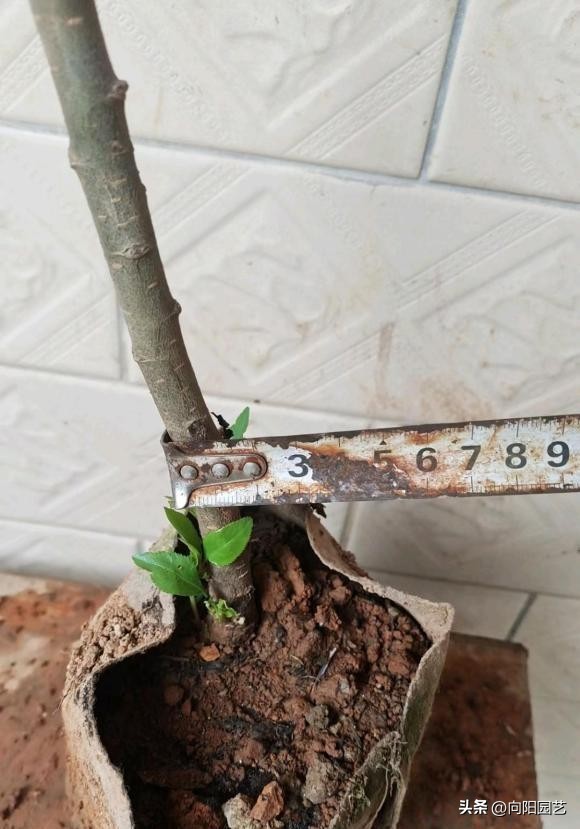 网上买果树苗哪里的假苗最多,网上买的果树苗是真是假