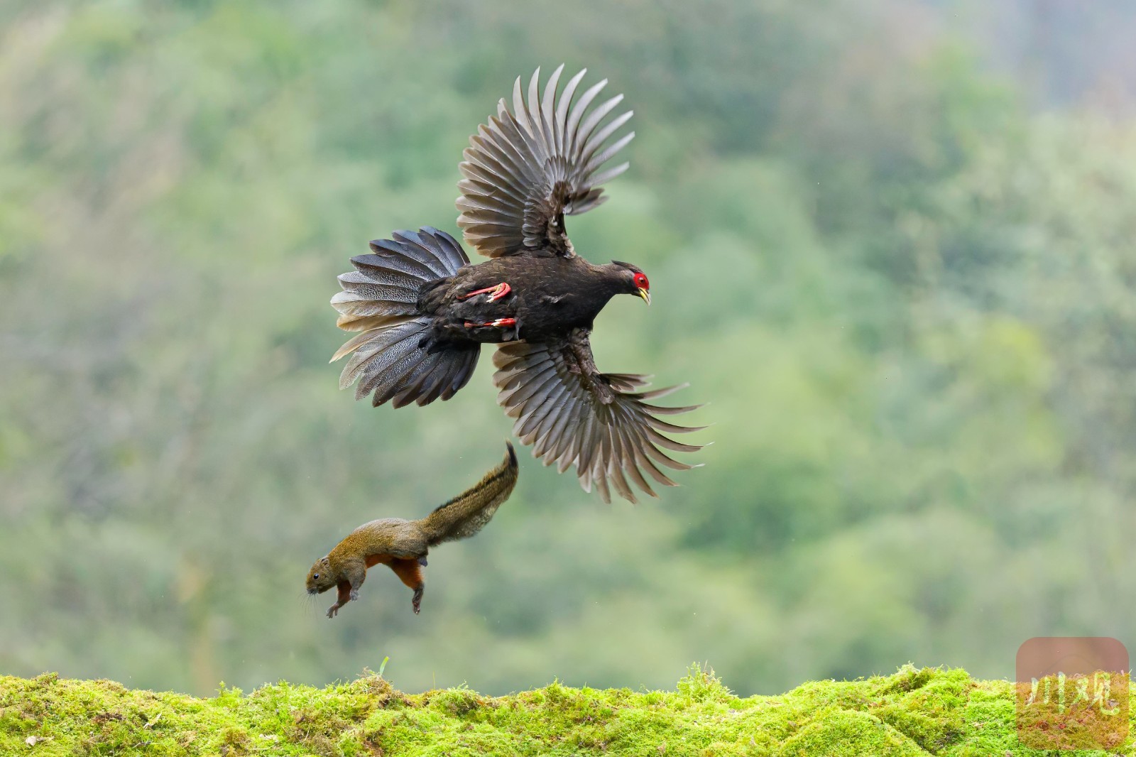 宜宾市屏山——鸟踏春色