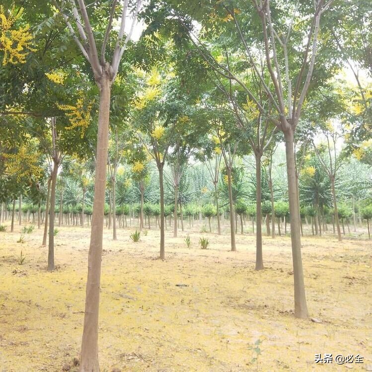 世界五大著名观赏树种,夏季开花的观赏树种有哪些