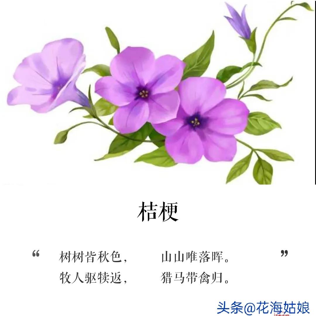 少壮不努力老大徒伤悲作者,少壮不努力老大徒伤悲意思