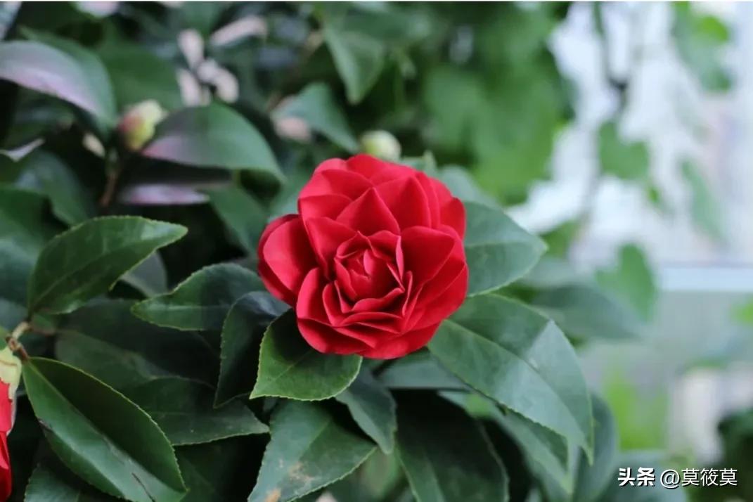 贵州省的省花叫什么名,贵州各个县的县花