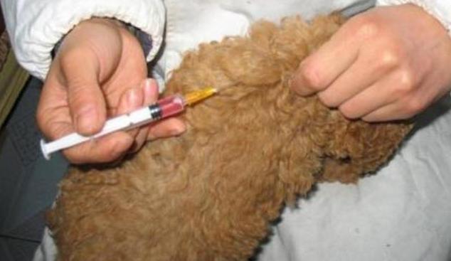 新手养公泰迪还是母泰迪,新手如何养泰迪