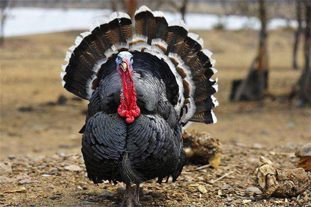 火鸡真的非常难吃英语,火鸡有多难吃解说