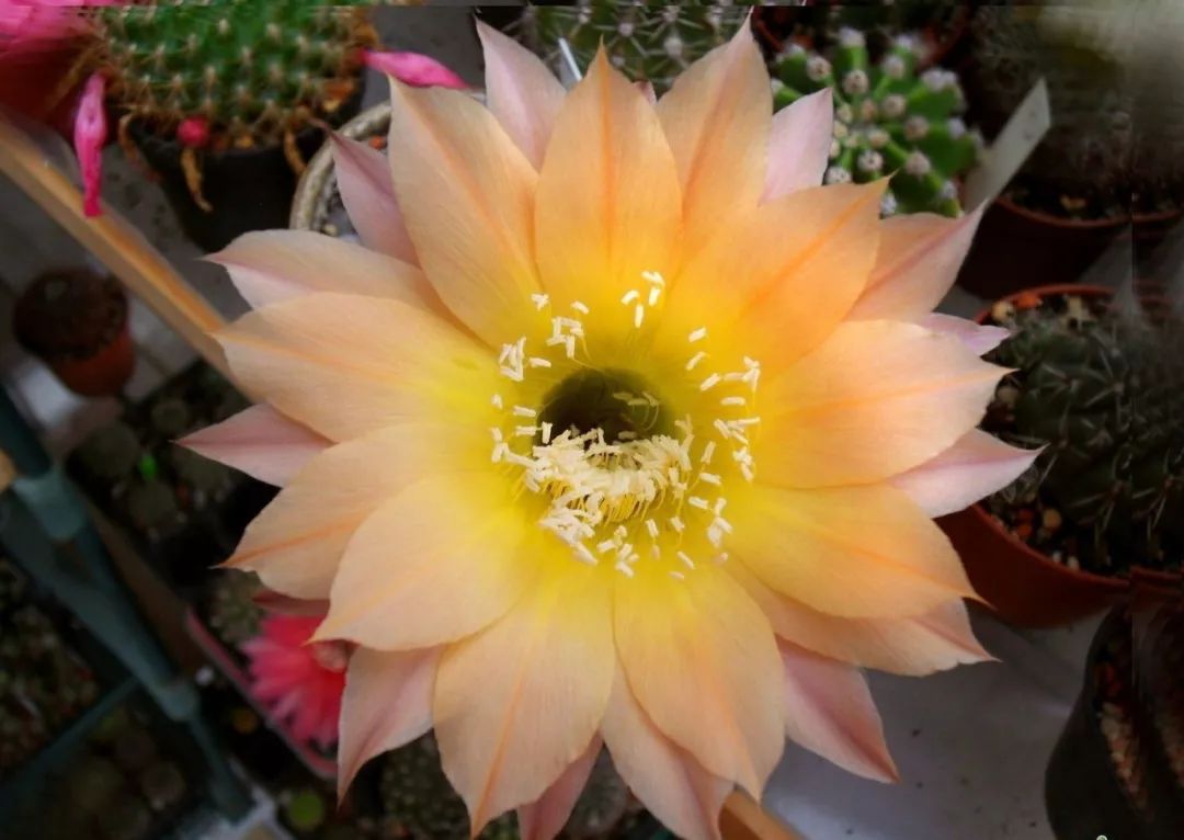 200种·仙人球开花图鉴，大开眼界，美到爆