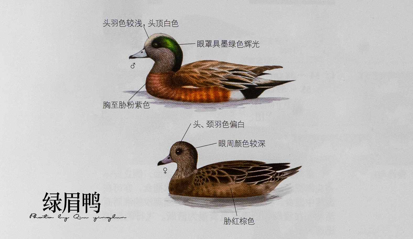 涓滄睙鎻借儨,涓滄睙鎻借儨楦熺被