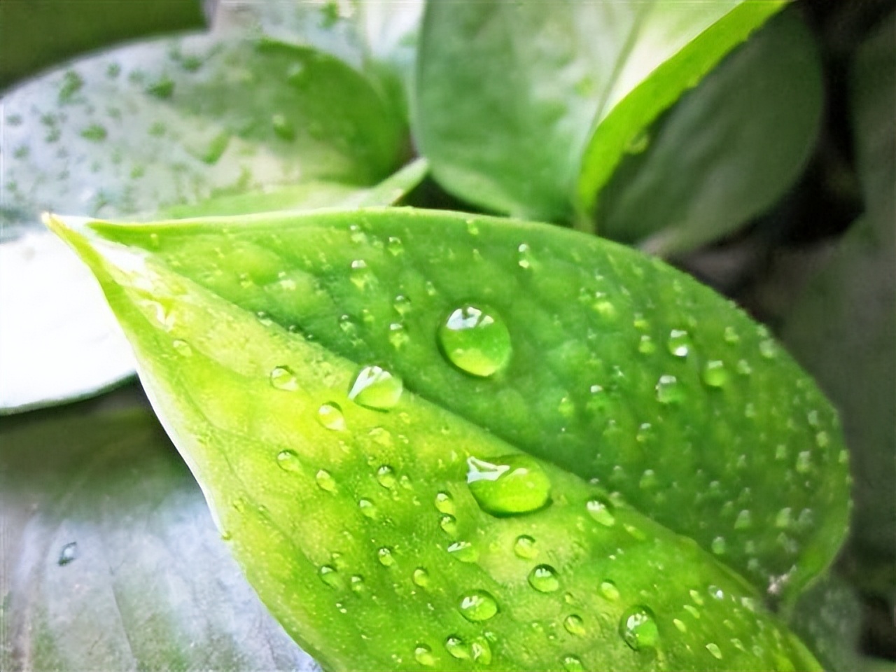 夏天如何让绿萝快速长爆盆,绿萝每天喷湿叶片