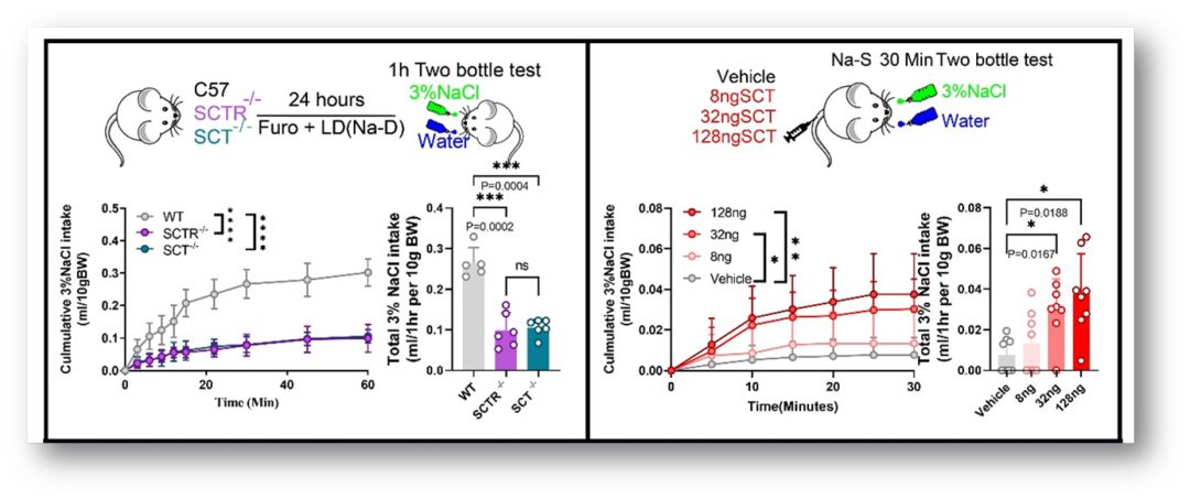 SciAdv：机体“缺盐”怎么办？——调控钠稳态的肠-脑轴机制