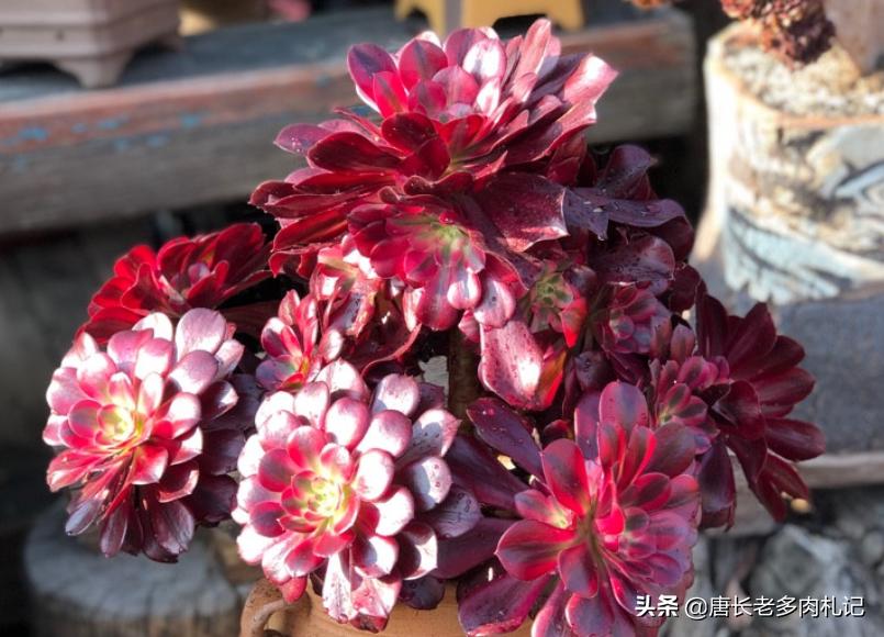 养多肉法师用啥土好,养法师多肉用什么盆好