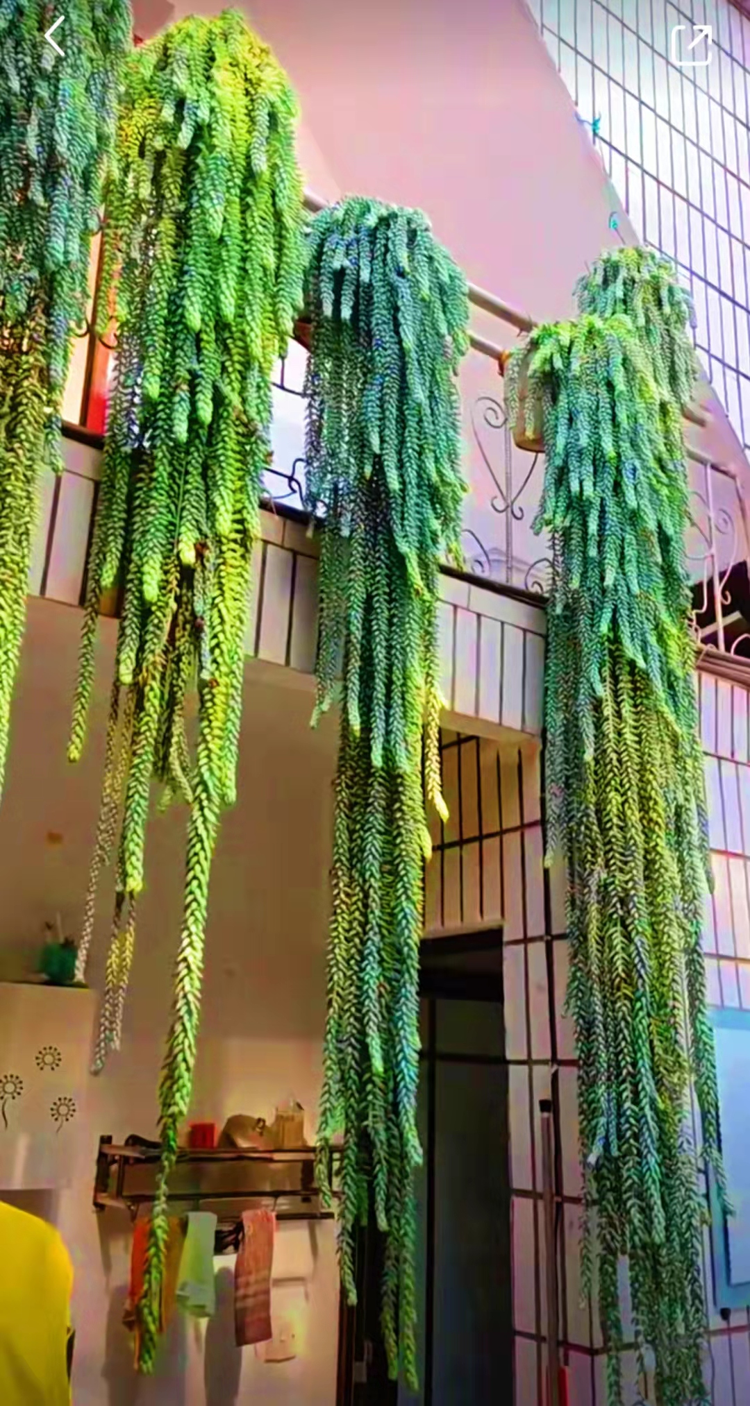 养了三年的玉缀多肉,居家养多肉玉缀