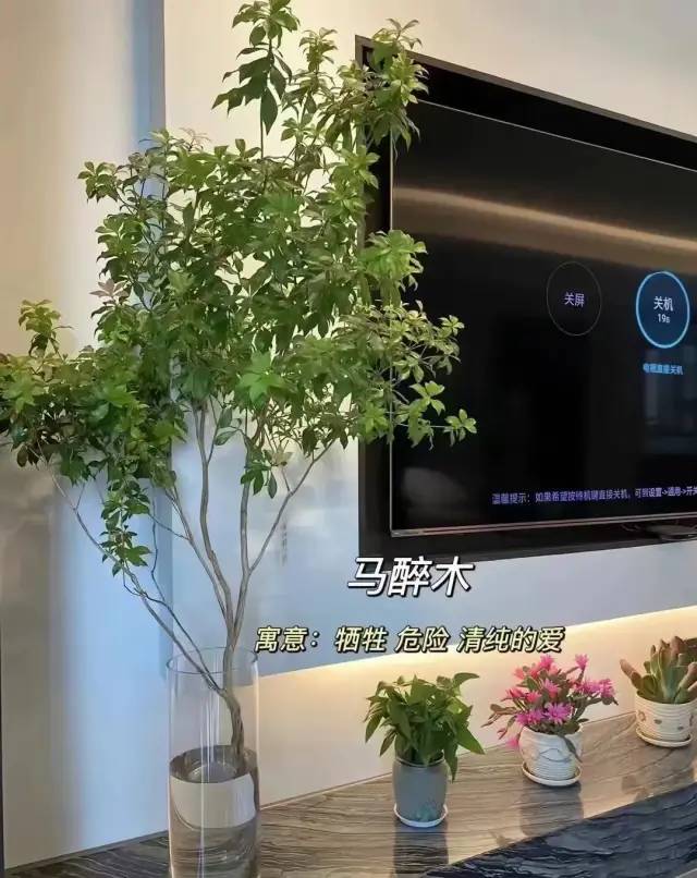 室内绿植软装搭配案例怎么摆,绿植与轻奢结合的软装搭配