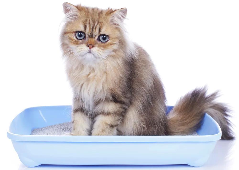 猫咪尿闭在家里急救办法,猫咪尿闭抽出来都是血很严重吗