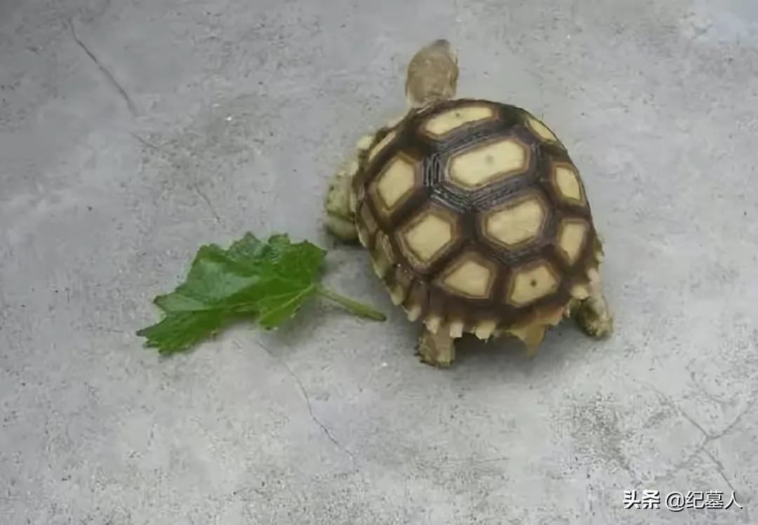 一男子捡到一只乌龟带回家养,男子在野外捡到乌龟越长越不好