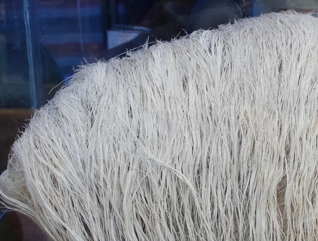 奇石长满白发的石头,1997年小伙花150元买石头专家鉴定