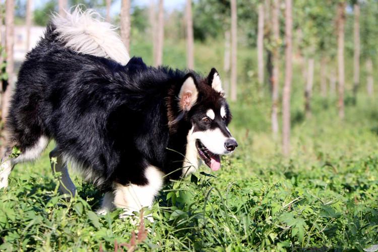 阿拉斯加犬的优缺点,熊版阿拉斯加优缺点