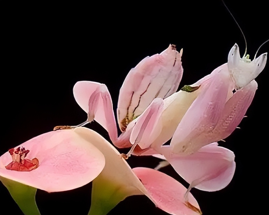 兰花螳螂是否是自然界原有的物种,兰花螳螂从卵变成小螳螂的过程