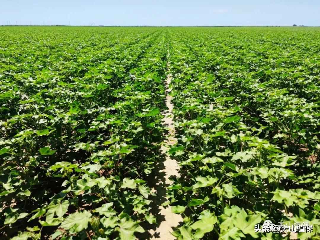 棉花控旺用缩节胺还是用调环酸钙,棉花控旺甲哌鎓和烯效唑哪个好
