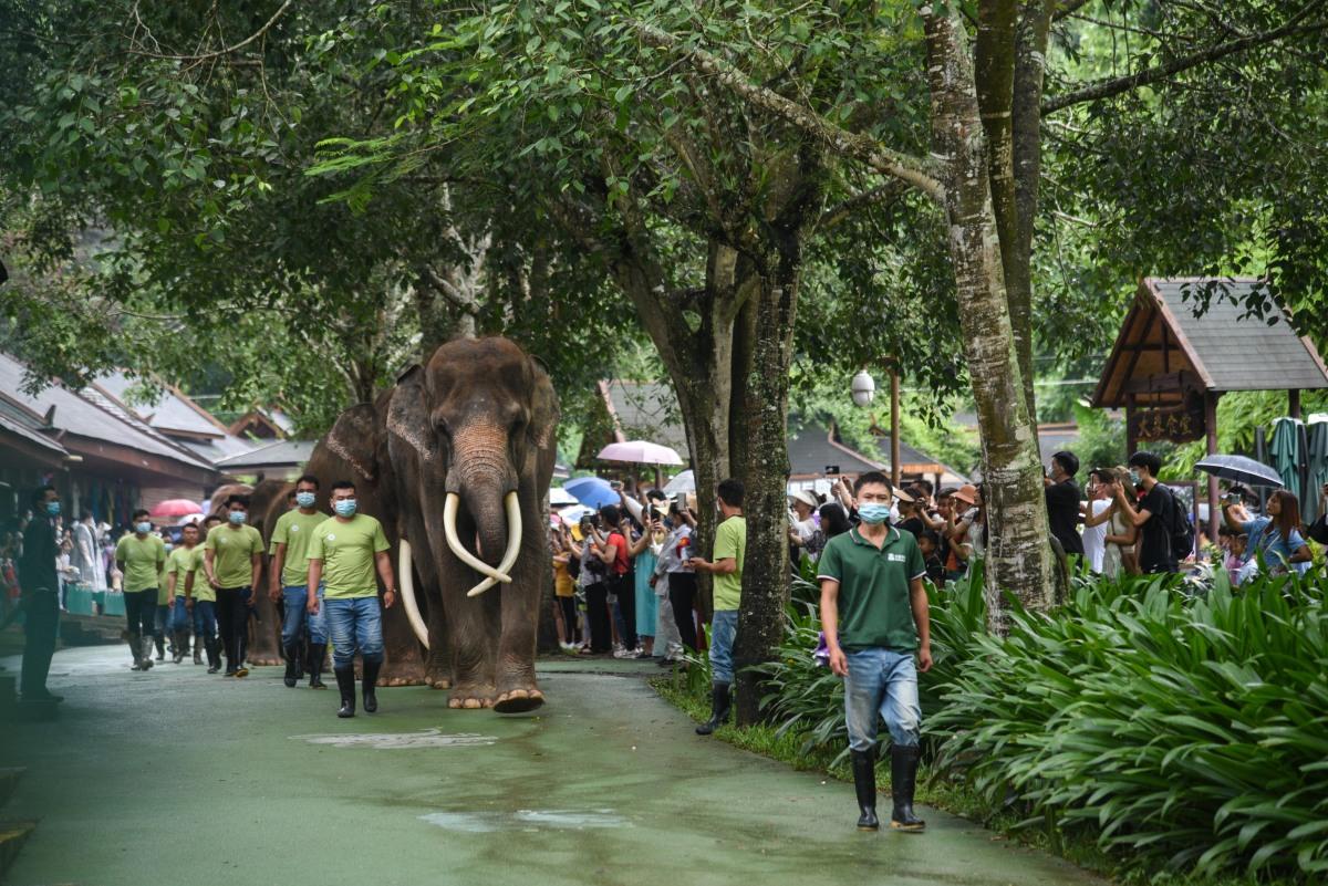 云南西双版纳旅游乱象曝光,云南西双版纳导游强制游客消费