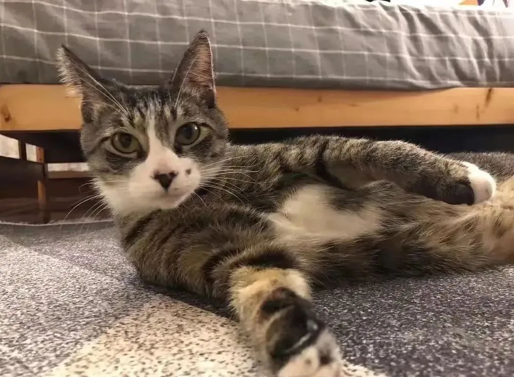 古代猫咪的名字都叫什么,猫咪在古代的名字有哪些