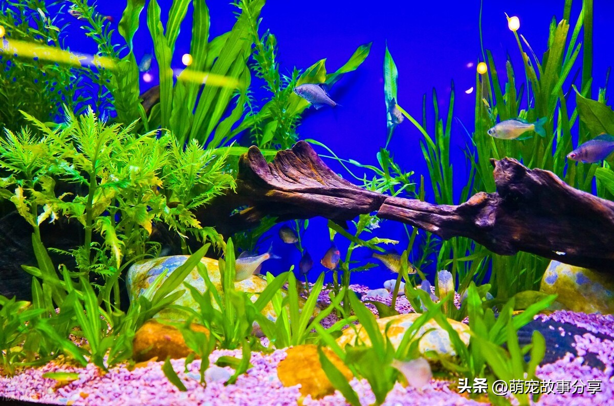 上班族适合养什么宠物狗,单身男士上班族适合养什么宠物