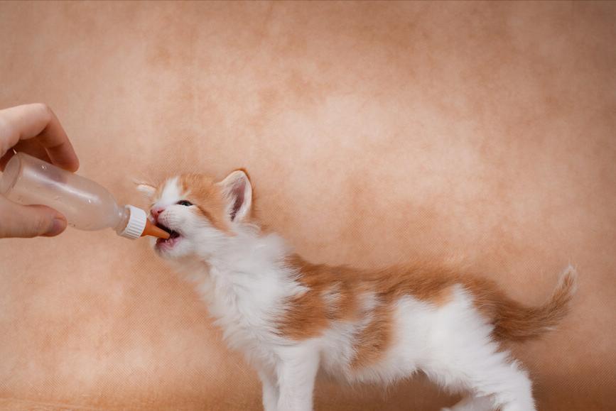 猫咪感冒吃小儿感冒颗粒可以吗,猫咪感冒吃阿莫西林还是多西环素