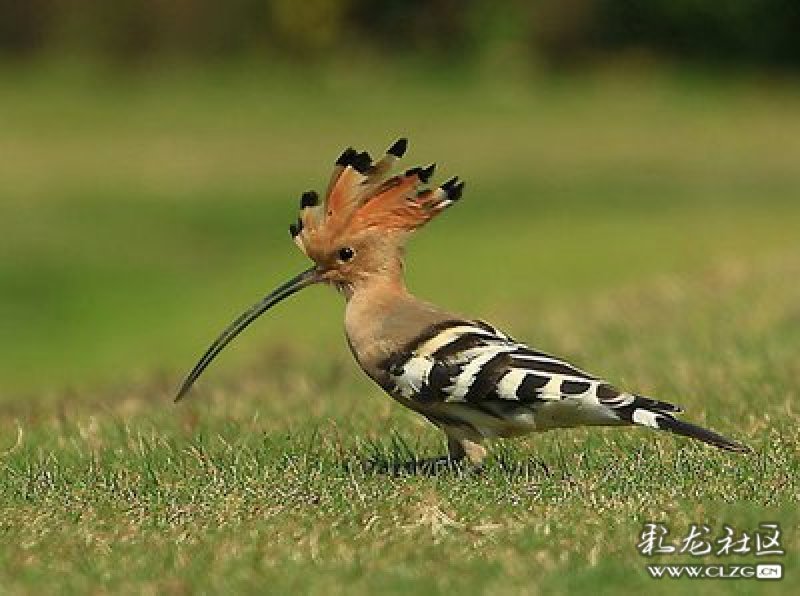 谷雨是春天最后一天吗,谷雨春季的最后一个节