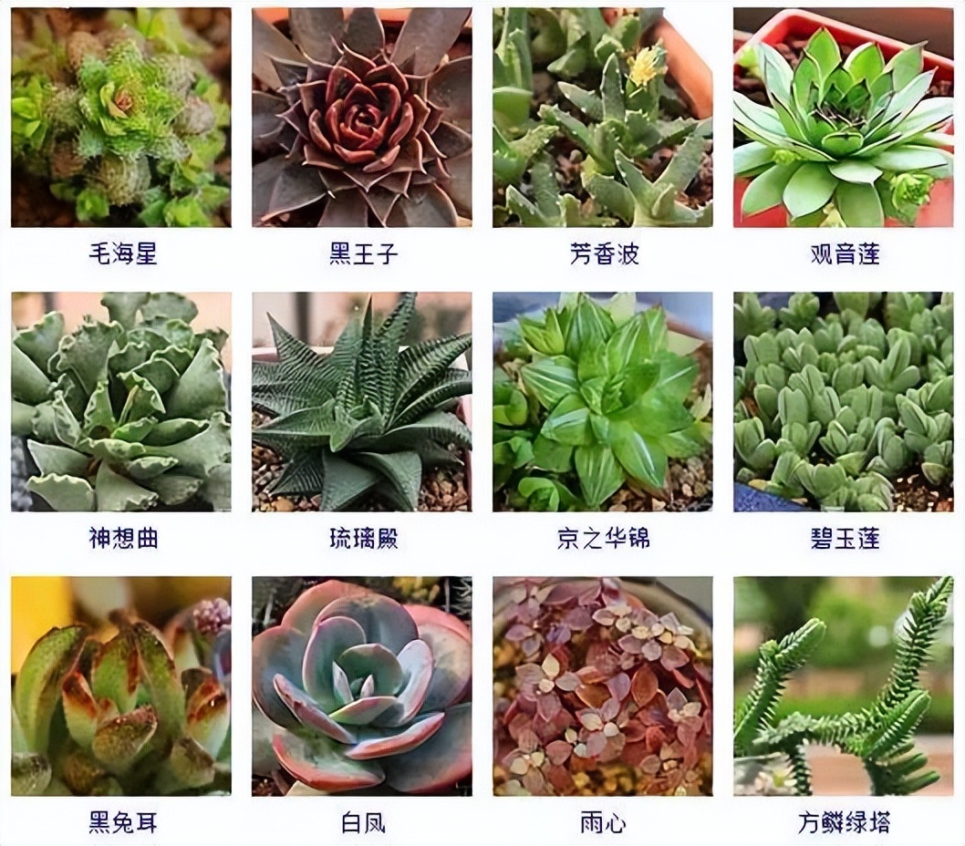 超全的100种常见多肉植物图谱,几种常见多肉植物的超详细介绍