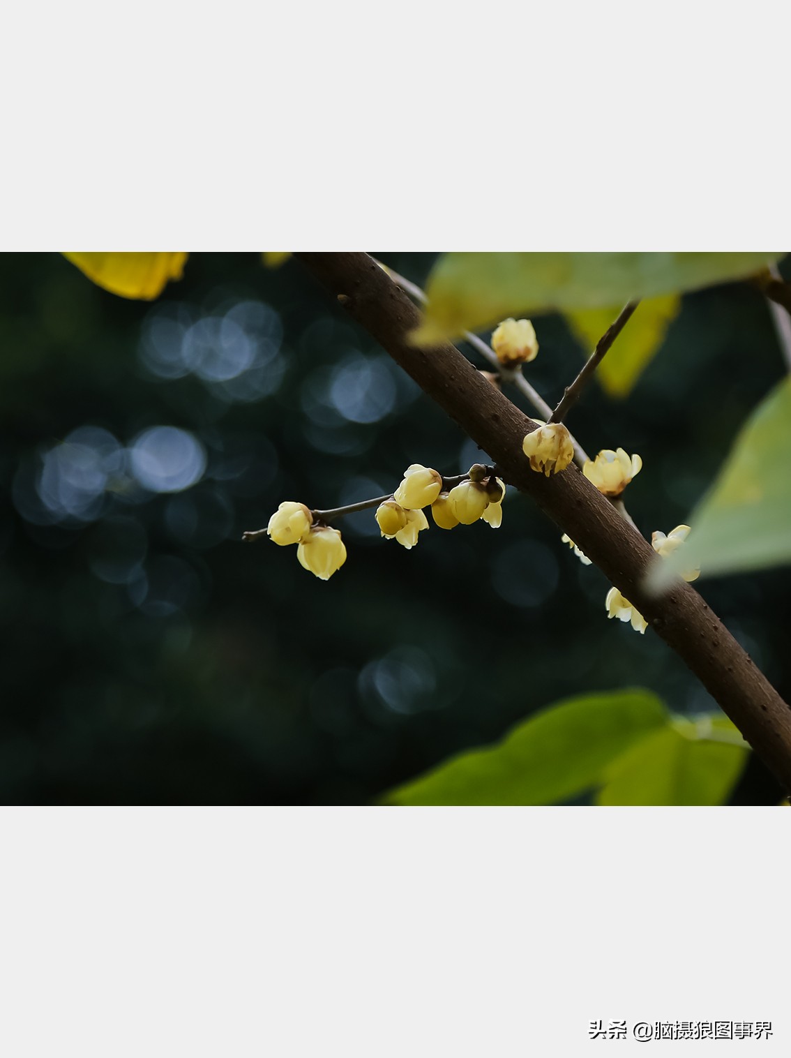 腊梅花特写怎么拍照好看,拍一枝腊梅花怎么拍出高级感