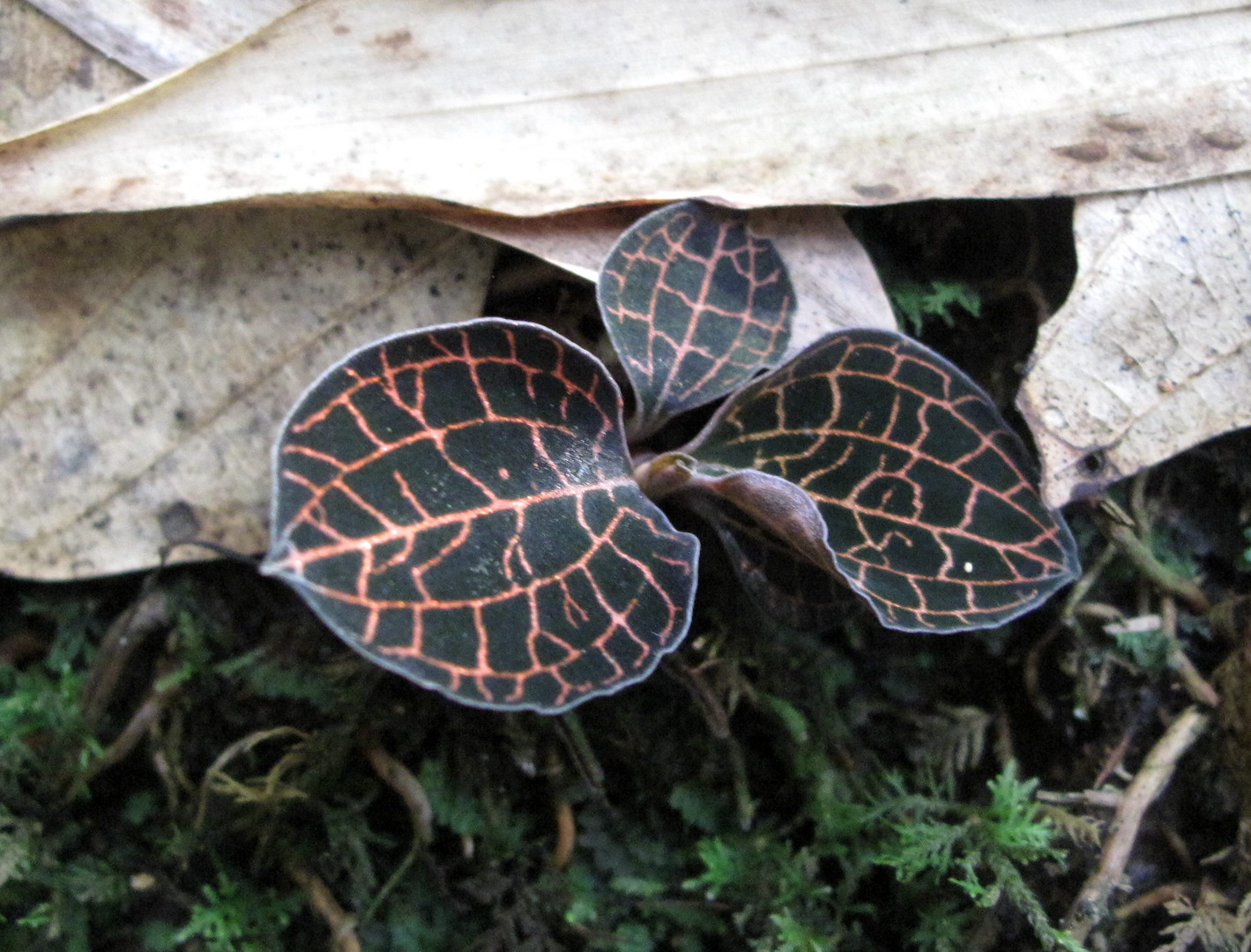 海曙龙观乡深山中首次发现珍稀兰科植物——浙江金线兰