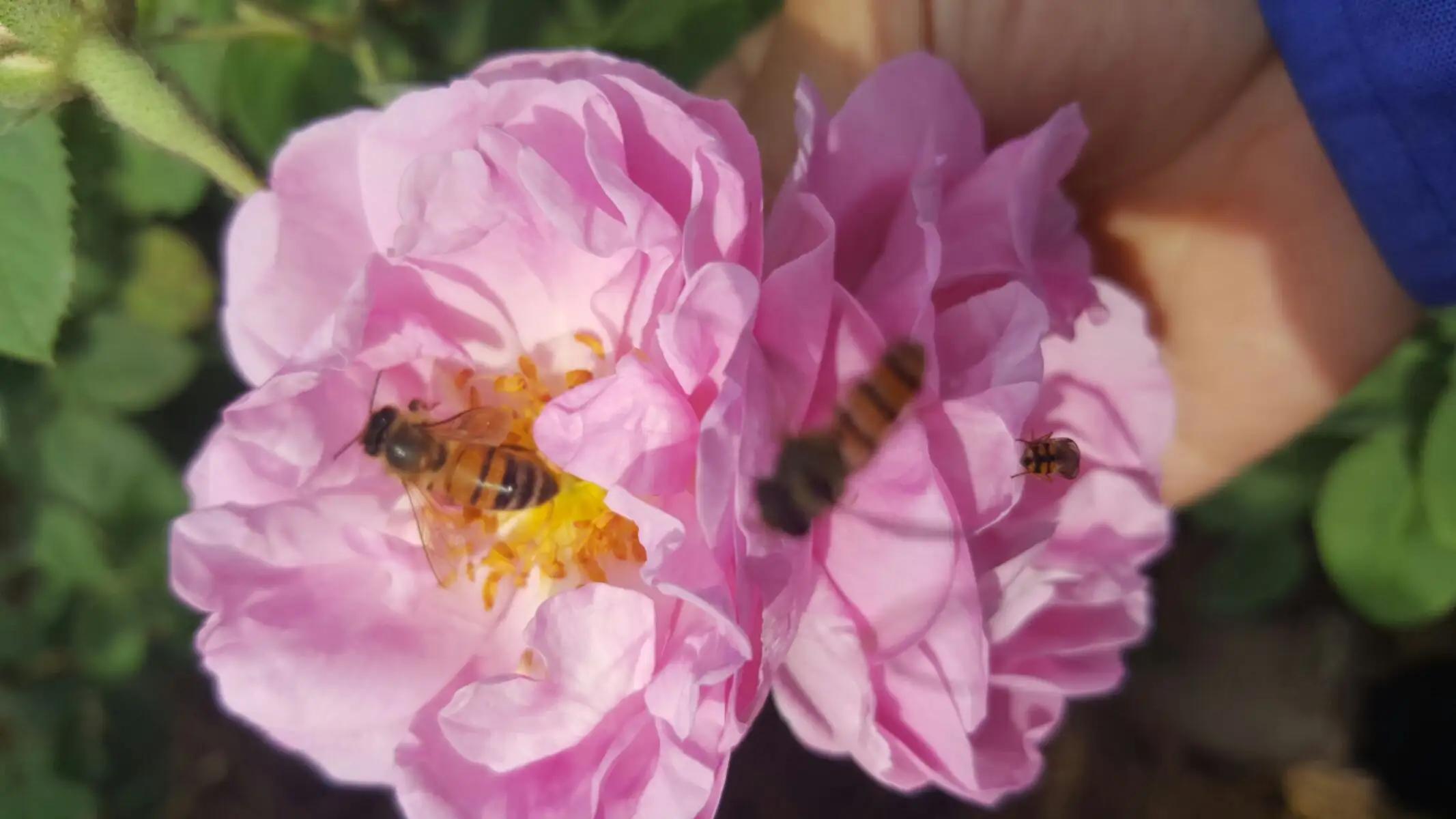 假冒伪劣原材料,weson全天然真的假的