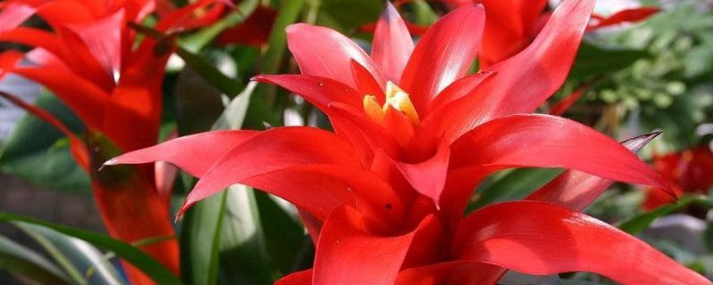 鸿运当头只能开花一次吗,鸿运当头一般多久开花