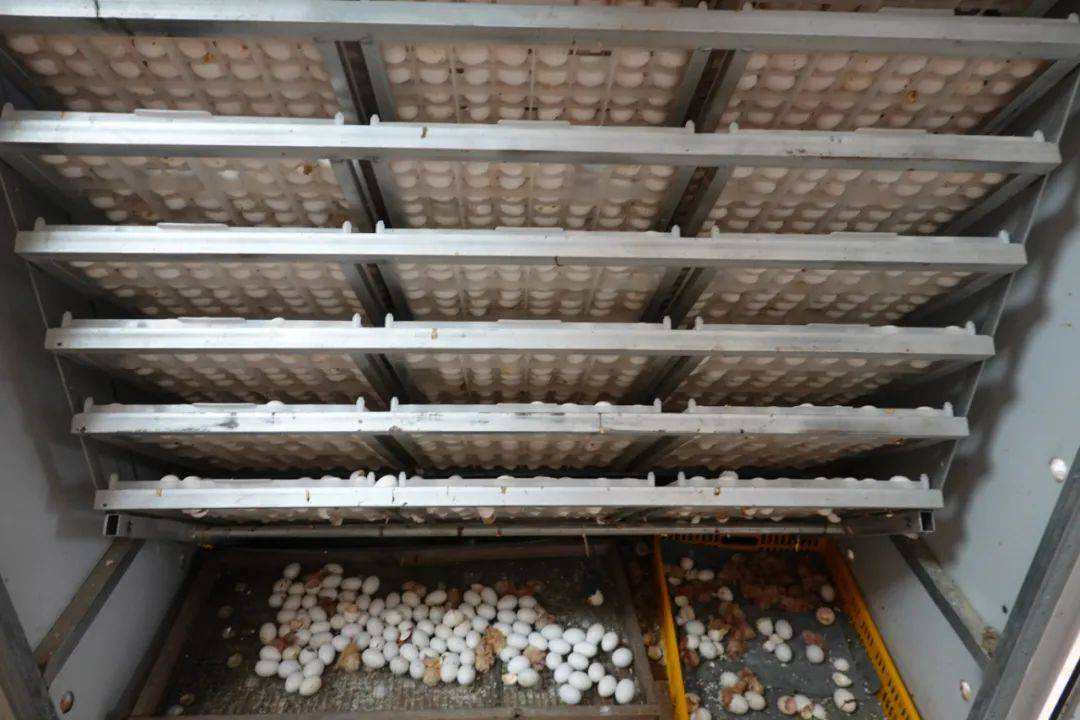 鸽子养殖靠什么赚钱,一年养殖500对鸽子产蛋利润有多少