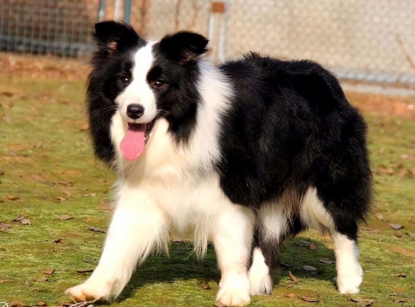 新手适合养什么狗可保护主人,新手养什么狗好养又不伤小狗