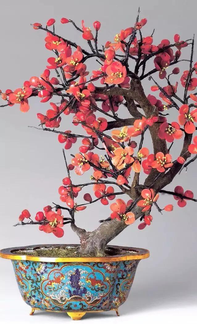 花开富贵花卉图片大全,金玉满堂花图片