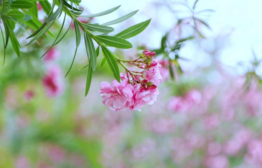小雨催花,夹竹桃诗句和优美句子