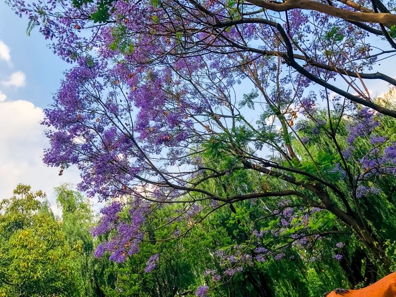 昆明蓝花楹最佳观赏期,颜值爆表昆明十大蓝花楹打卡指南